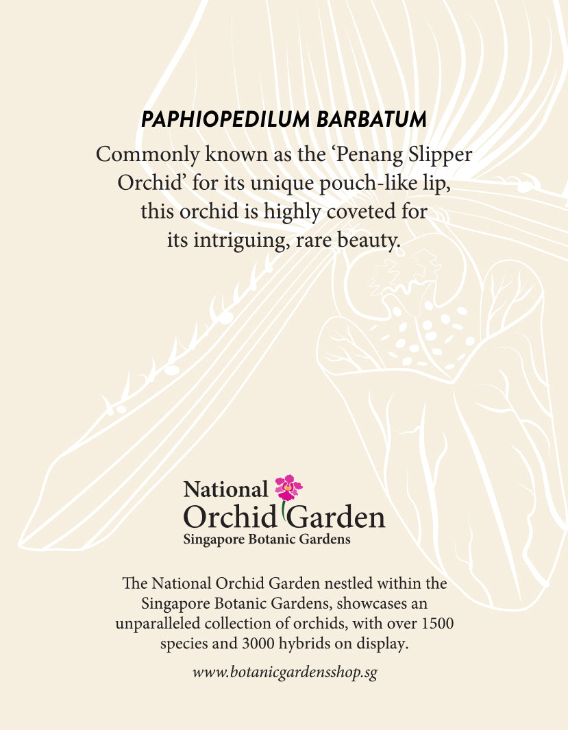 Paphiopedilum barbatum garden magnet back with plant info text