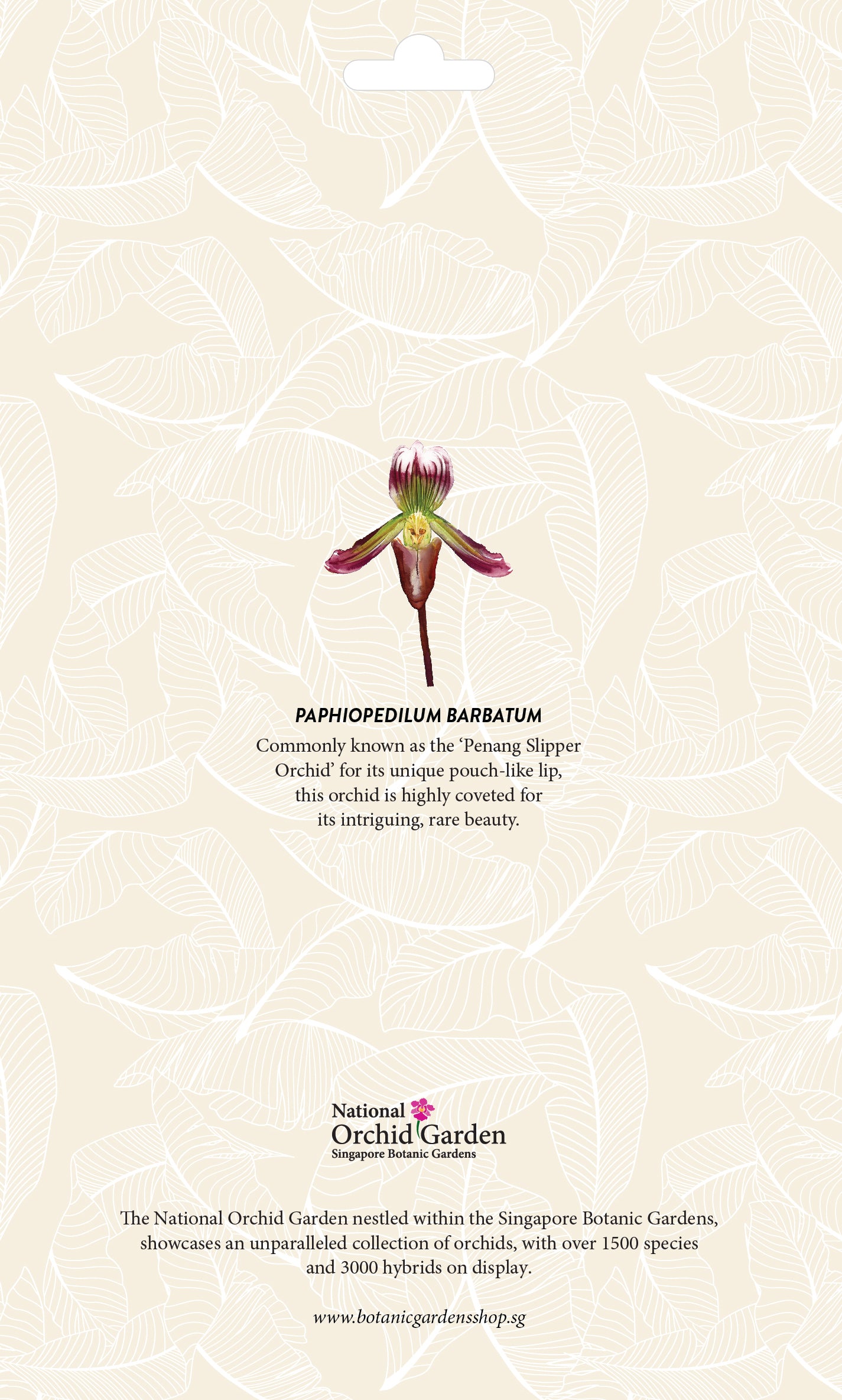 Botanic Luggage Sticker – Paphiopedilum Barbatum