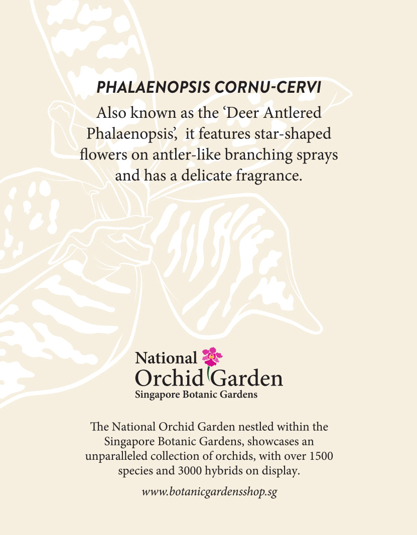 Magnet backing with PHALAENOPSIS CORNU-CERVI text and National Orchid Garden logo