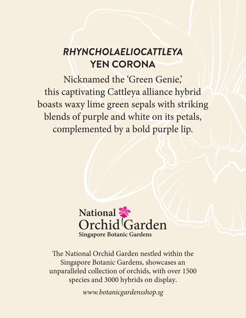 Orchid magnet back with printed care/description text and National Orchid Garden logo