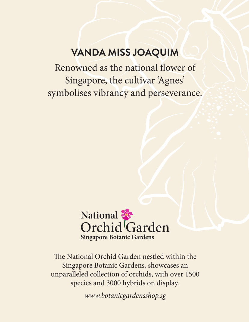 Rectangular orchid garden magnet back with map lines and descriptive text about Vanda Miss Joaquim