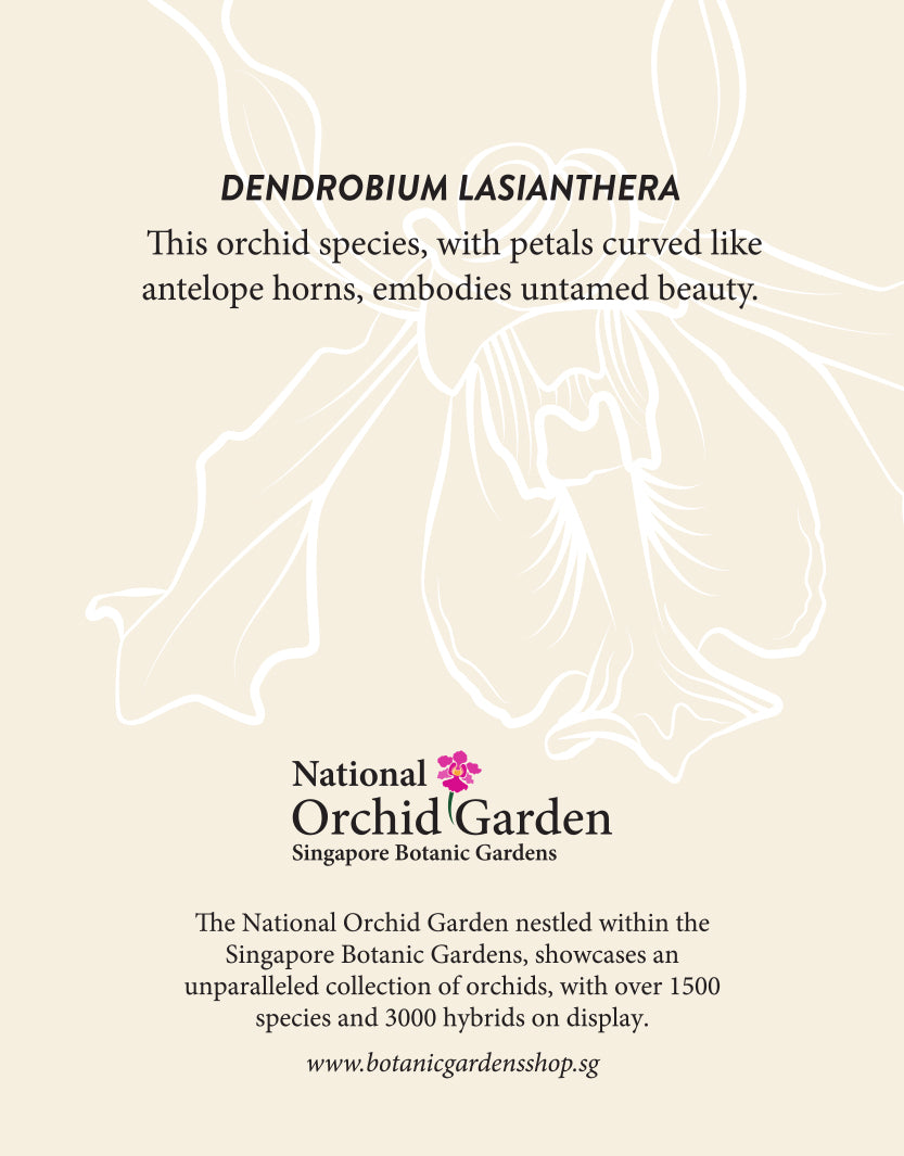 National Orchid Garden magnet with Dendrobium Lasianthera name and orchid line illustration